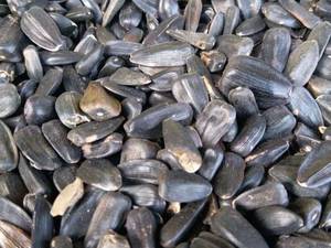 غذای پرنده