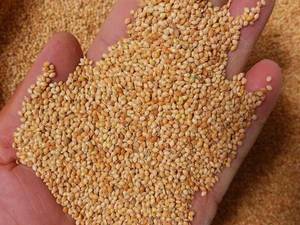 غذای پرنده