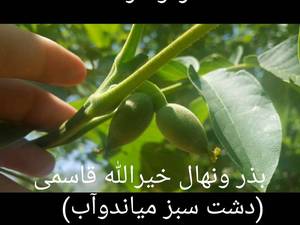 گردو لارا(Lara) آمریکایی در میاندوآب