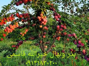 آلو امیدی در دشت سبز میاندوآب