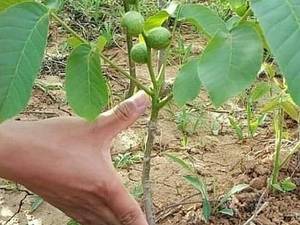  تولید کننده انواع نهال  زردآلو در تبریز