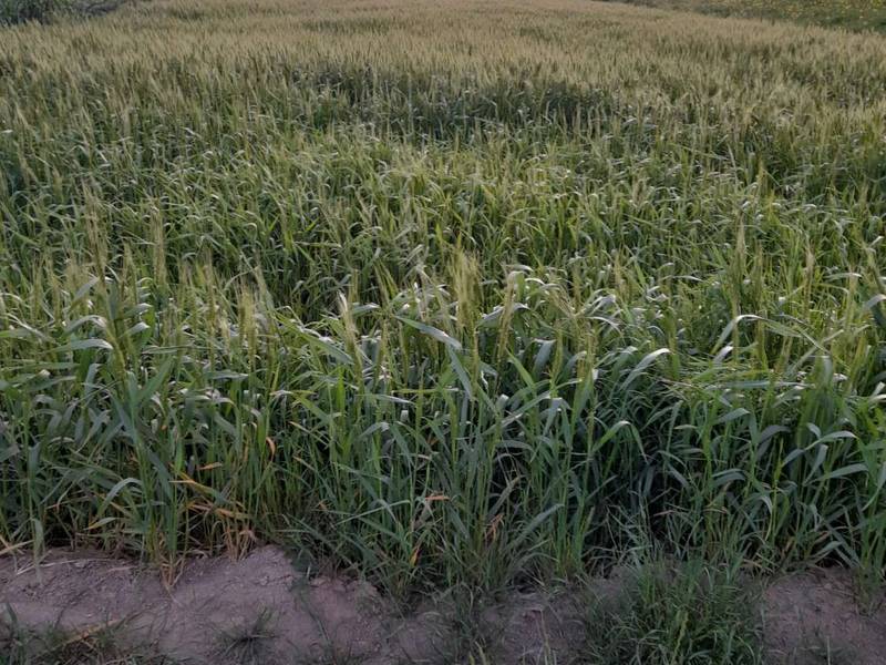 فروش زمین کشاورزی جاده دریا