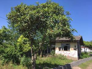 زمین مسکونی دریای زیبا کنار