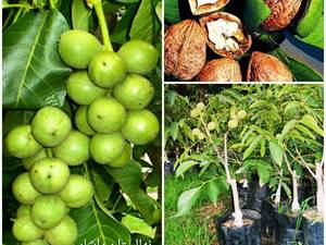 نهال گردو خوشه ای نهالستان یاشار