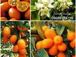 نهال کامکوات نهالستان یاشار