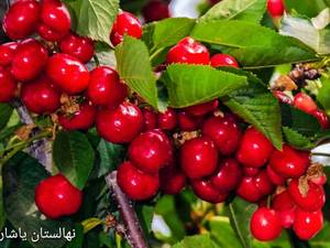 نهال آلبالو خوشه ای نهالستان یاشار