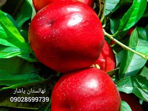 نهال شلیل رد گل نهالستان یاشار