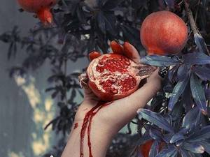 پخش نهال انار قرمز در میاندوآب