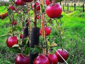 عرضه سیب پایه رویشی میاندوآب