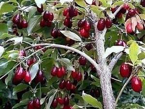 فروش وپیش فروش انواع نهال زغال اخته