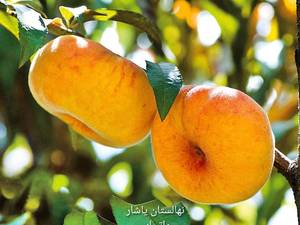نهال هلو انجیری زعفرانی