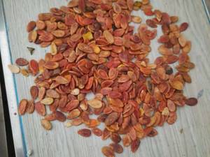 عطاری سبزپور در تربت جام