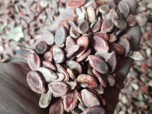 عطاری سبزپور در تربت جام