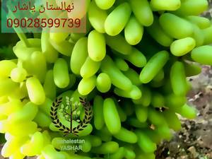 نهال انگور حسینی نهالستان یاشار