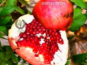 نهال انار اردستانی نهالستان یاشار
