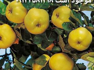 به اصفهان  در نهالستان تختی