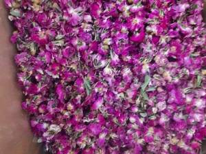 فروش گل محمدی در داراب
