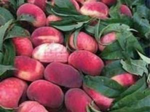 هلو انجیری در نهالستان