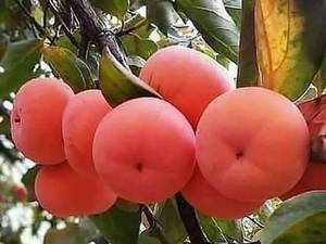 فروش خرمالو سیبی در میاندوآب