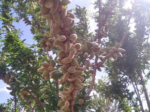 بادام دژکرد ایران بادام فارس بادام میوه بادام
