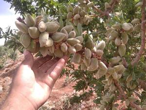 بادام دژکرد ایران بادام فارس بادام میوه بادام