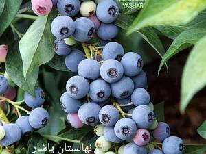 نهال بلو بری اصلاح شده نهالستان یاشار