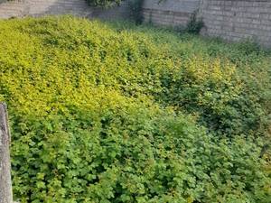 فروش زمین خانسرایی