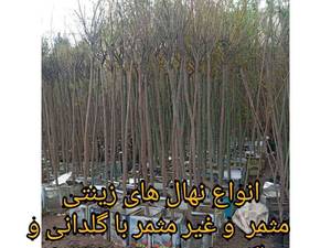 انواع نهال زینتی در اردبیل