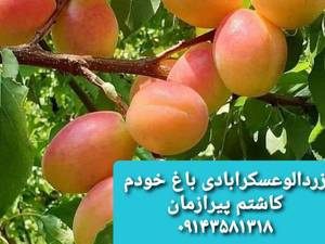 نهال زردآلو در اردبیل