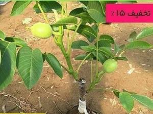 فروش گردو اصلاح شده در نهال سبزطلا
