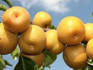 نهال سبزطلا میاندوآب