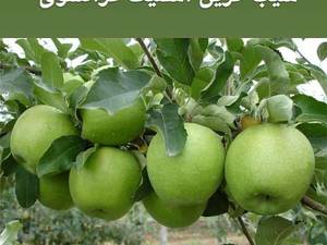 فروش وپیش فروش انواع ارقام نهال های سیب گرین اسمیت
