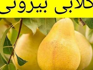 گلابی بیروتی درنهالستان نهال سبزطلا