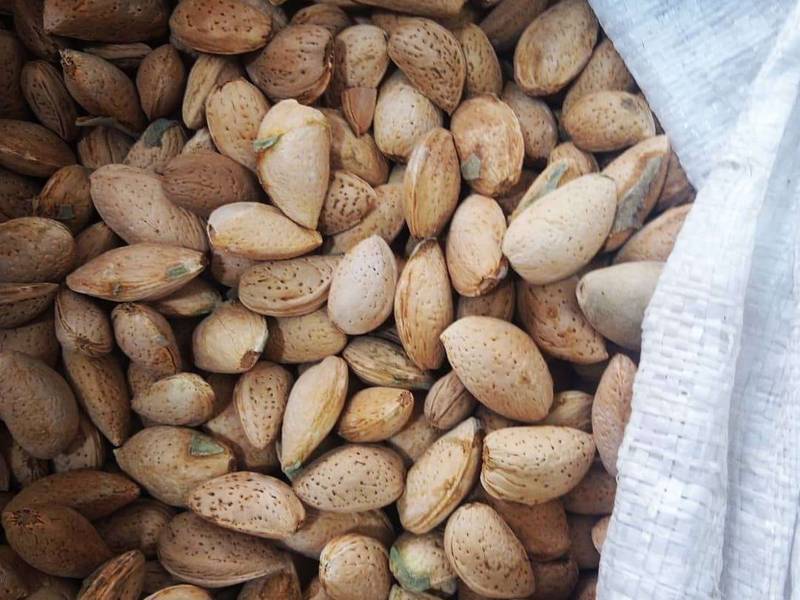 عرضه بهترین بادام غرب کشور