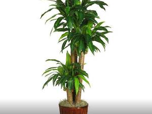 درخت اژدها Dracena