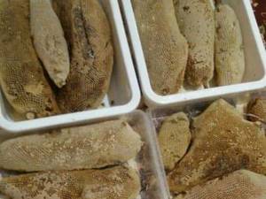 عسل وحشی شاخه ای بکر در سرعین