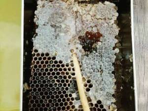 عسل شاه سلطان قدمت دار ۳ ساله