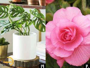 فیلودندرون (Philodendron