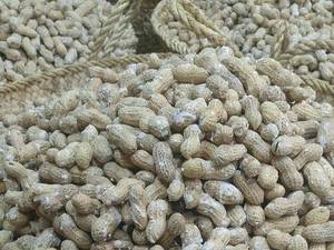 بادام پوستی درجه یک آستانه اشرفیه