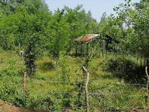 خرید زمین باغی در صومعه سرا