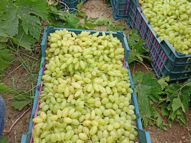 انگور زرد بی دانه در خراسان رضوی