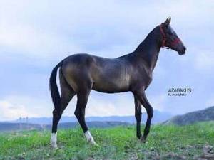 فروش اسب اصیل در خراسان شمالی