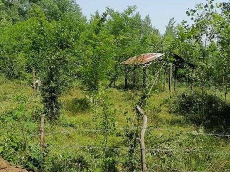 فروش زمین باغی در تنیان