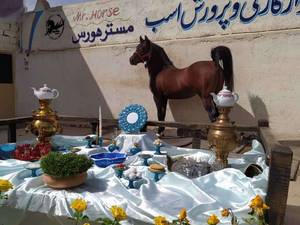خرید اسب سیلمی اصلان در کاشان