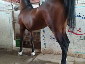 خرید اسب سیلمی اصلان در کاشان
