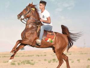 خرید اسب سیلمی تکخال در اصفهان