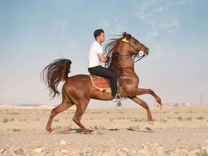 خرید اسب سیلمی تکخال در اصفهان