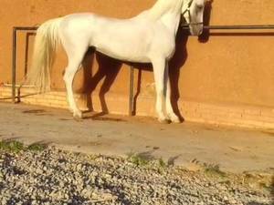 خرید اسب سیلمی عرب در کاشان
