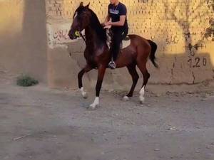 آموزش اسب سواری مبتدی تا حرفه ای در کاشان