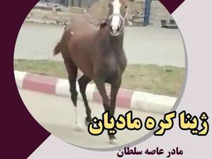 خرید و فروش اسب مادیان در سنندج